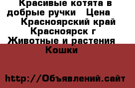 Красивые котята в добрые ручки › Цена ­ 10 - Красноярский край, Красноярск г. Животные и растения » Кошки   